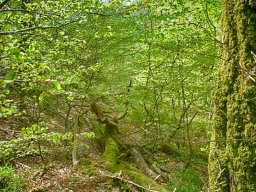 IMGP7308_HDR5_Naturskov